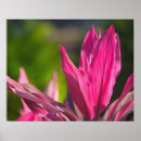 Suche nach nassau bahamas poster Karibik