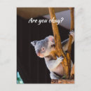 Suche nach koala postkarten Wortspiel