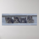 Suche nach schläfrige katze poster Foto