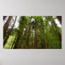 Suche nach muir kunst Wälder