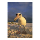 Suche nach tierthema poster Eins