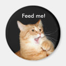 Suche nach katzenmagneten magnete Tabby