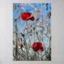 Suche nach rote mohnblumen poster Fotografie