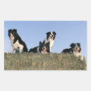 Suche nach collies aufkleber Hund