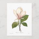 Suche nach magnolien postkarten Vintag