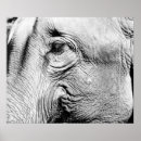 Suche nach elefanten foto poster Afrikanische tiere