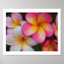 Suche nach frangipani poster Floral