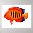 Suche nach coral reef poster Tropische fische
