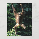 Suche nach borneo postkarten Natur