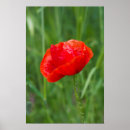 Suche nach mohn poster Schön