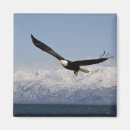 Suche nach flug magnete Greifvogel