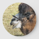 Suche nach camel wanduhren Tiere