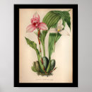 Suche nach vintage orchideen poster Blume