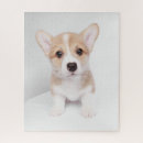 Suche nach corgi puzzle Welpe