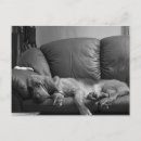 Suche nach bloodhound postkarten Hund