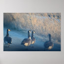 Suche nach kanada gänse poster Vögel