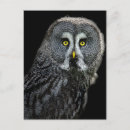 Suche nach graue eule poster Schwarz