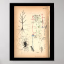 Suche nach neuron poster Gehirn