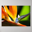Suche nach paradiesvögel poster Orange