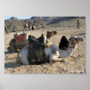 Suche nach kamel in der wüste poster Ägypten