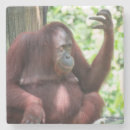 Suche nach orang utans untersetzer Affe
