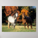 Suche nach araber poster Pferde