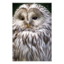 Suche nach eigenschaften poster Tiere