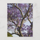 Suche nach jacaranda postkarten Baum