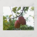 Suche nach ackee Karibisch