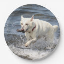 Suche nach german teller Hund