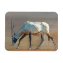 Suche nach oryx magnete Antilope
