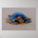 Suche nach sea turtle poster Beach