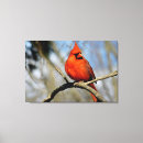 Suche nach wildnis leinwandbilder Tier