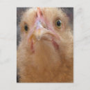 Suche nach lustiger bauernhof postkarten Huhn