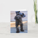 Suche nach lustige schnauzer karten Tier