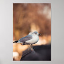 Suche nach seeschwalbe poster Vogel