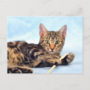 Suche nach bengalische katze postkarten Kätzchen