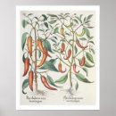 Suche nach paprikaschoten poster Pflanze