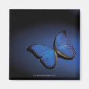 Suche nach blauer schmetterling magnete Niedlich