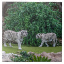 Suche nach weiße tiger fliesen Tiere