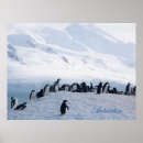Suche nach chinstrap poster Pinguine