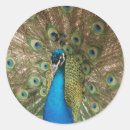 Suche nach pfau foto aufkleber Natur