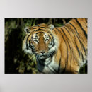 Suche nach bedrohte tiere poster Tiger