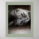 Suche nach katzenplakate poster Katzenkunst