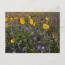 Suche nach texas wildblumen postkarten Farbe
