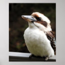 Suche nach kookaburra poster Vögel