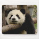 Suche nach großer panda mousepads Tier