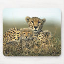 Suche nach wilde katzen mousepads Gepard