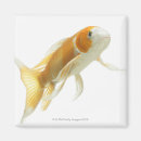Suche nach karpfen magnete Schwimmen