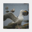 Suche nach möwe magnete Vogelvogel